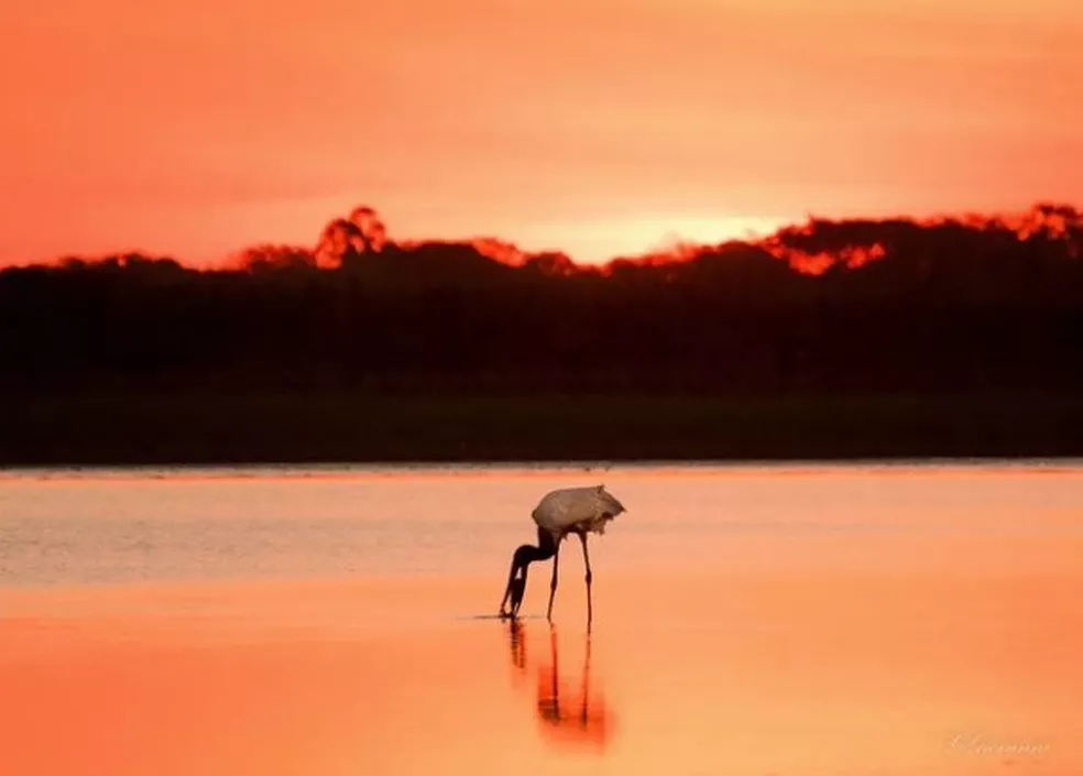 ave bebendo água do mar com paisagem de pôr do sol ao fundo