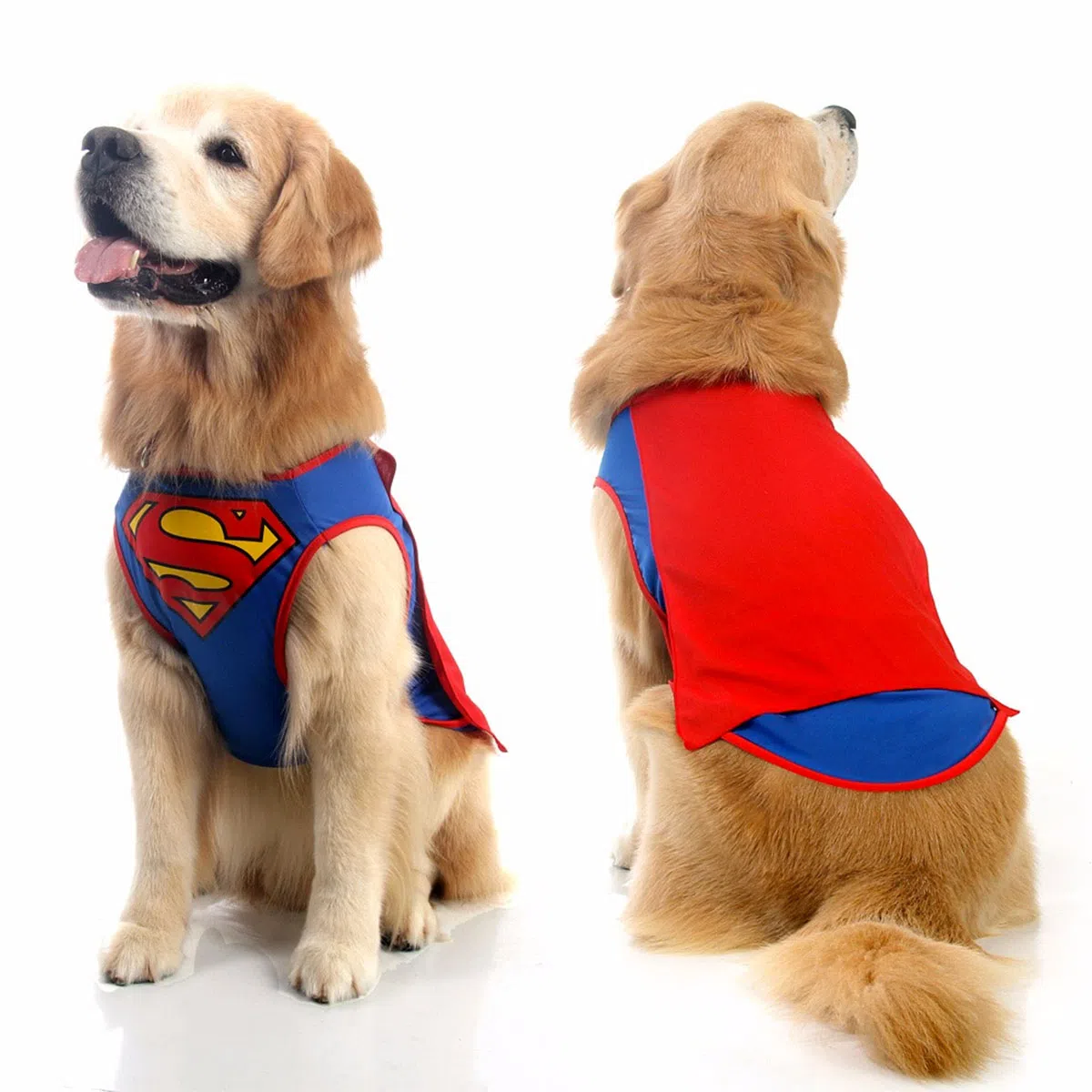 Cachorro Golden Retriever com roupa do super homem.