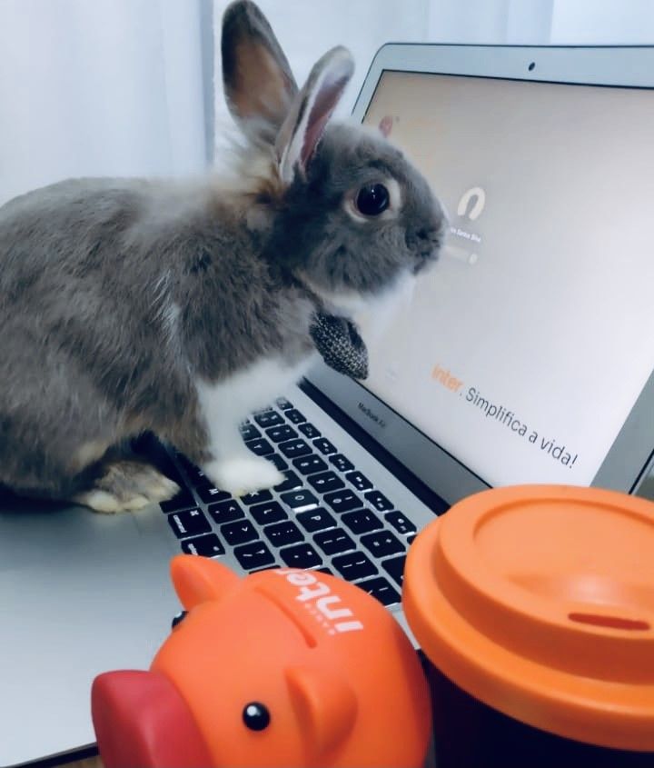 foto mostra coelho de frente para um computador com a tela de login do Inter. 
